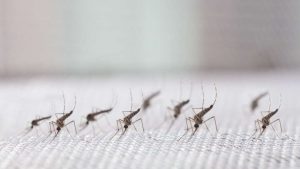 Mỹ lên kế hoạch thả 2,4 tỷ con muỗi biến đổi gen