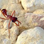 Úc nghiên cứu liệu pháp giảm đau từ kiến bò