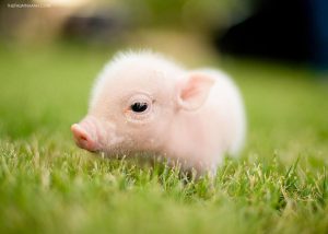 Các nhà khoa học nghiên cứu phương pháp "phiên dịch" tiếng lợn kêu