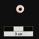 Tìm thấy hạt ngọc trai 6.500 năm tuổi