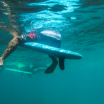 Người bơi lội ở NSW nhận cảnh báo nguy cơ chạm trán cá mập