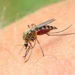 NSW Health đưa ra lời khuyên phòng bệnh viêm não Nhật Bản