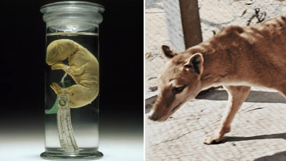 Các nhà khoa học Úc với nghiên cứu làm hồi sinh động vật tuyệt chủng