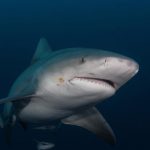Cảnh báo cá mập cho các bãi biển ở Sydney