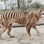 Úc nghiên cứu hồi sinh hổ Tasmania
