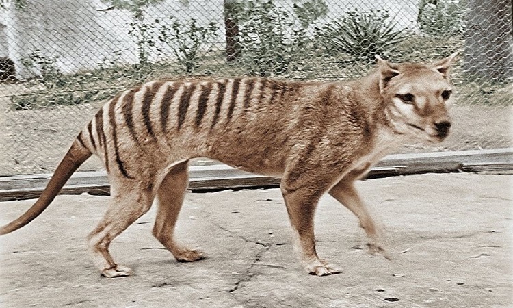 Úc nghiên cứu hồi sinh hổ Tasmania